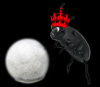 Harry the Royal Ravensbreath Stinkbug Harry the Royal Ravensbreath Stinkbug