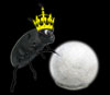 William the Royal Ravensbreath Stinkbug William the Royal Ravensbreath Stinkbug